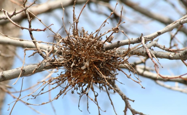 从“臭名昭著”到“为人所用”，科学家揭秘细菌蛋白SAP05的劫持机制